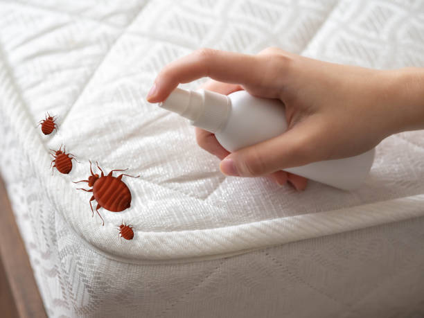 Best Local Pest Control Services  in Seymour, TX